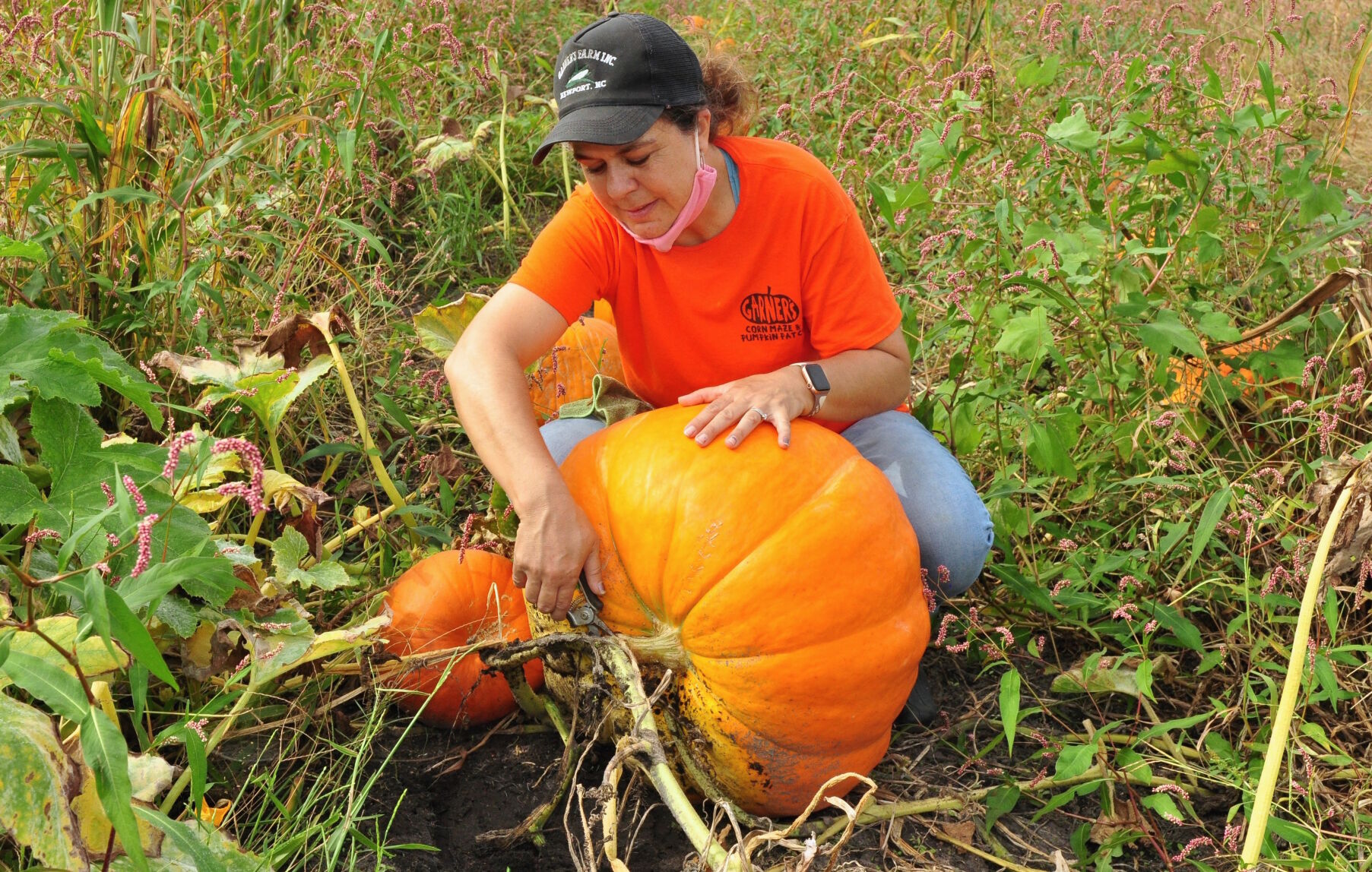 With safety precautions in place, Garner Corn Maze & Pumpkin Patch opens